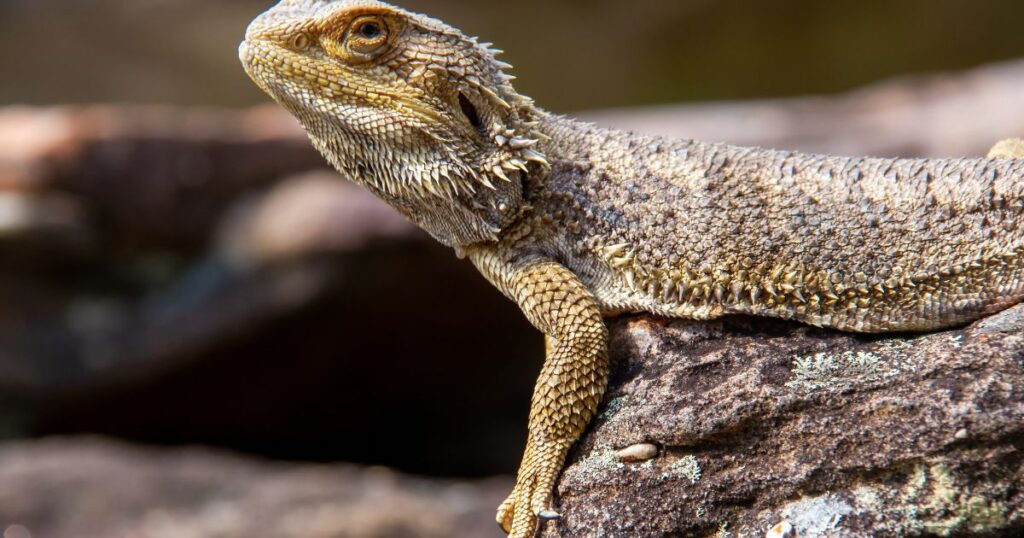 Bearded Dragon Digestive Issues and Gastrointestinal Health - Emily's ... - Soil Mix For Bearded Dragons' Digestion Issues